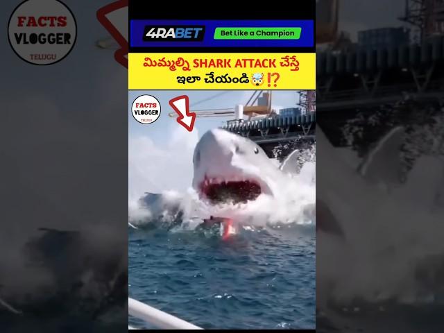 మిమ్మల్ని SHARK ATTACK చేస్తే ఇలా చేయండి ⁉️| intresting facts in telugu|#telugu #telugu #shorts