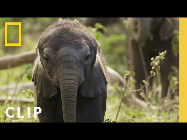 How Elephant Families Communicate and Bond | Secrets of the Elephants