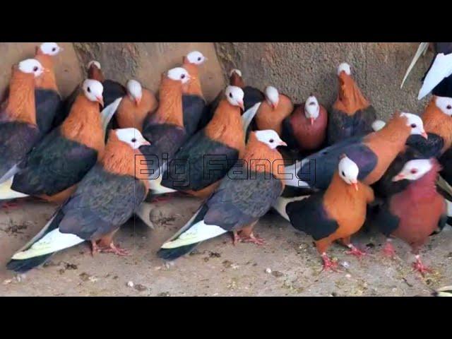 **"Best Fancy Pigeon Farm | Beautiful fancy pigeon Varieties & Amazing Unique Pigeon Breeds"**