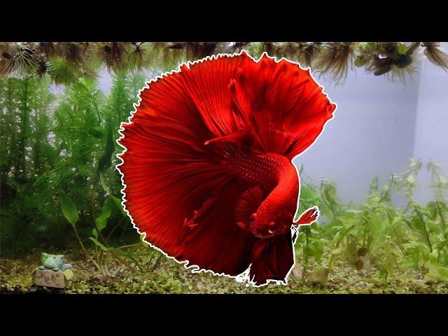 How to Set Up a Betta Fish Tank with Live Plant (Quick Guide in Under 4 Minutes)