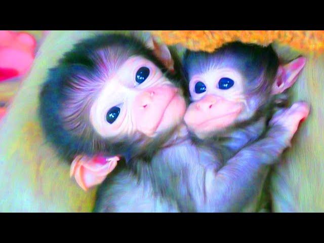 Amazing videos:  show action newborn monkey after mother giving birth new and very wet.