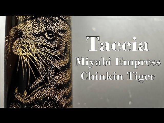 Taccia Miyabi Empress Chinkin Tiger