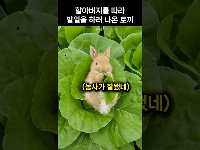 할아버지를 따라 밭일을 하러 나온 토끼