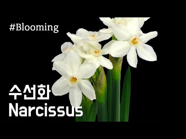 Narcissus Flowering / Narcissus / Blooming