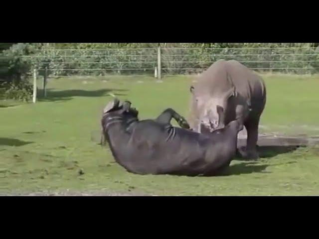 Rhino vs Buffalo Rare Fight