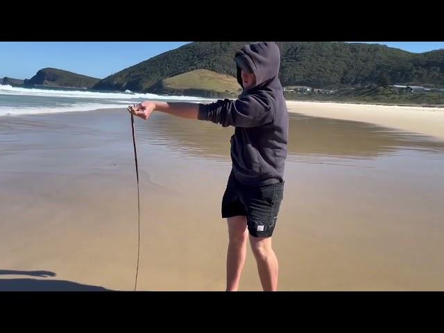 Catching GIANT beach worms