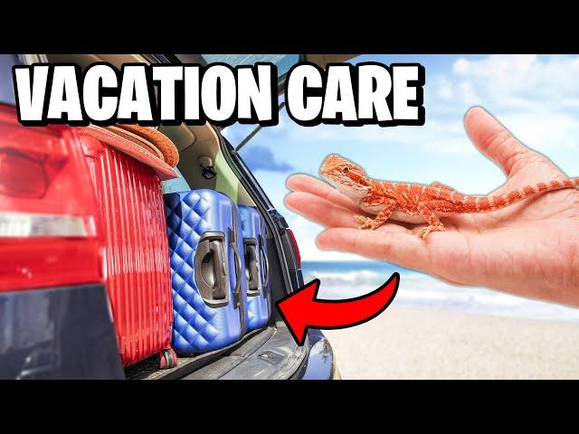 What to do with Your Bearded Dragon While on Vacation