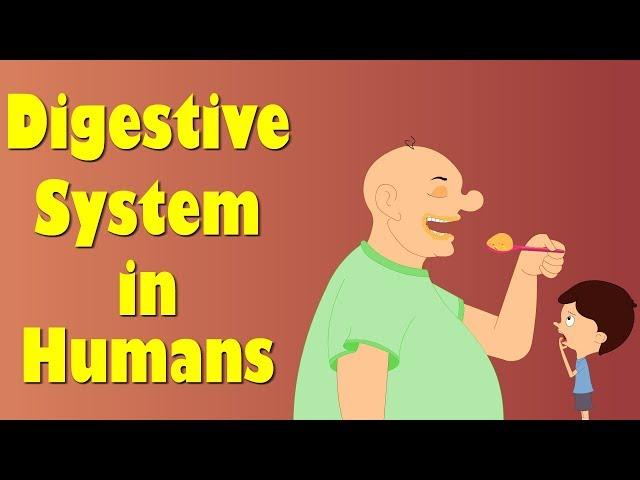 Digestive System of Human Body | #aumsum #kids #science #education #children