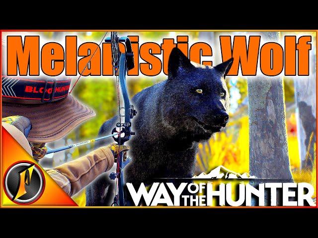 Taking Our MELANISTIC Wolf with the BOW! | Way of the Hunter