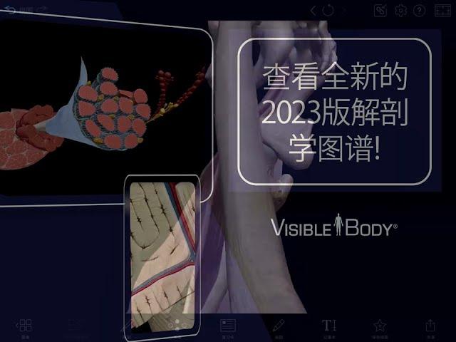 人体解剖学图谱2023 | 完整的3D参考！