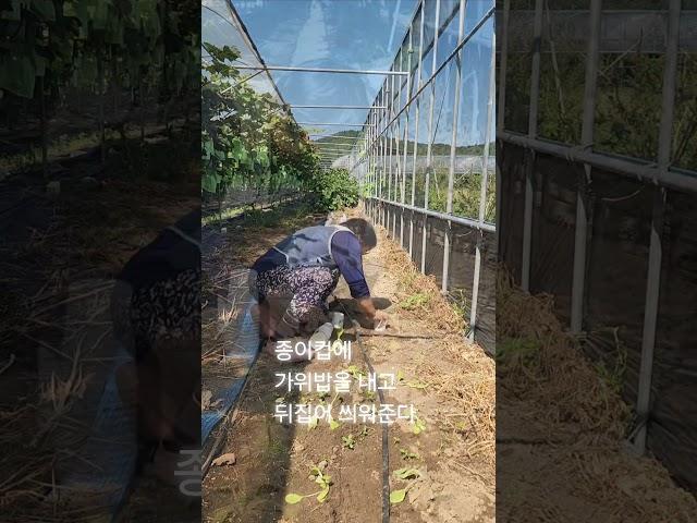배추를 살려라