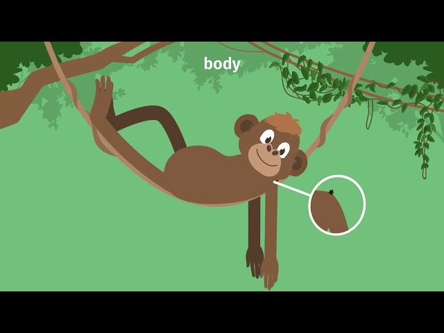 Body – Vokabeln zum Körper einfach erklärt | sofatutor