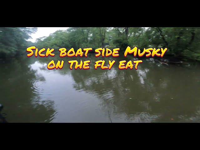 Shallow water Musky on the fly (EXPLOSIVE EAT)
