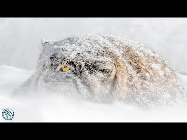 PALLAS'S CAT aka MANUL ─ World's Rarest Most Temperamental Grumpy Cat