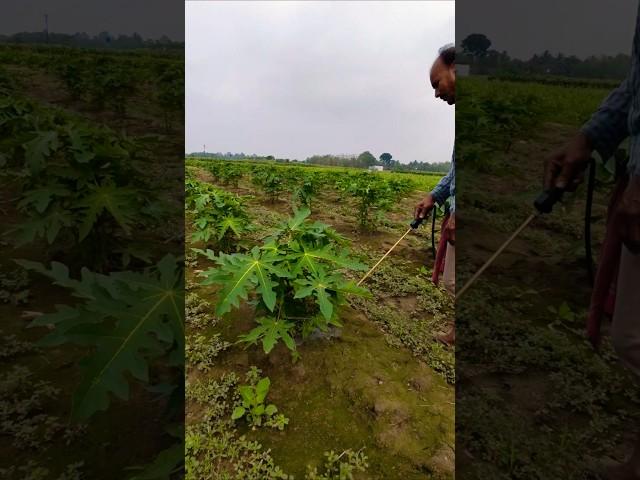 Rain Aftercare: Protecting Papaya Roots with Fungicide Spray ️ #shorts