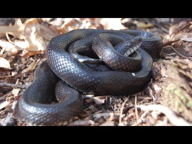 DoD PARC Species Profile Video Series: Episode 9: Eastern Ratsnake