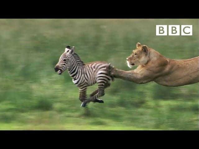 Lioness chases Zebra | Nature's Great Events - BBC One