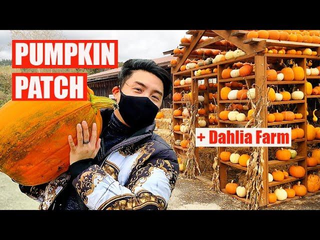 Living In Seattle - Pumpkin Patch & Dahlia Farms!