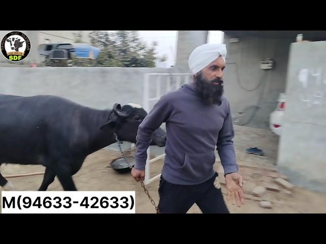 #date (22-12-24)ਦੋ ਝੋਟੀਆਂ ਸੂਈਆਂ ਇੱਕ ਦਾ ਮੁੱਲ(55) ਹਜ਼ਾਰ ਬਹੁਤ ਸੋਹਣੀ ਝੋਟੀ ਸੱਜਣੋ