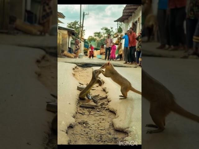 "Mongoose vs Cobra in Village Street Fight! ️ #animals #wildlife #mongoose #attack #cobra #shorts