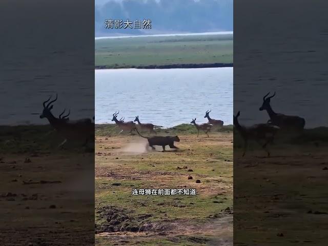 獵豹團隊合作捕獵羚羊 #看動物世界品百味人生 #野生動物零距離