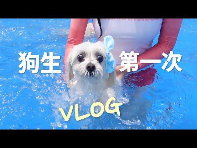 【Vlog】COCO挑戰狗生第一次遊泳！天秤座汪可可CocoWang