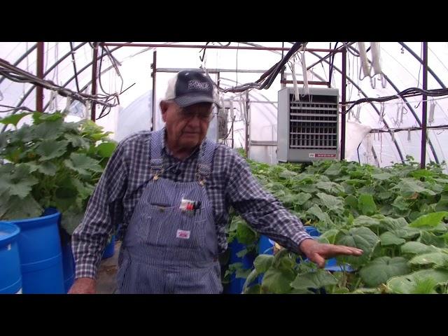 Growing cucumbers in barrels.  Ep. 13