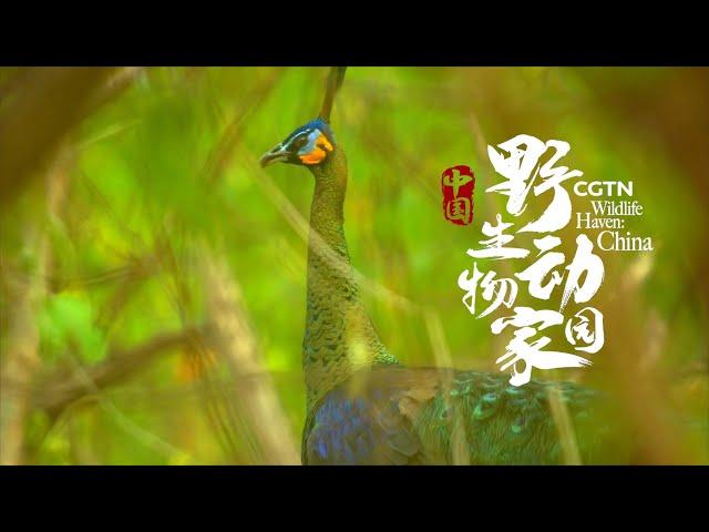 CGTN's 8K documentary 'Wildlife Haven: China': Priceless record of unknown residents