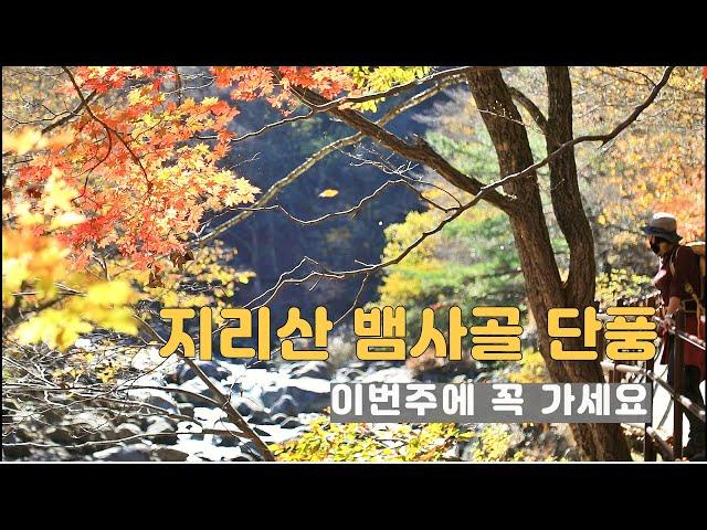 사람을 이상하게 홀리는 지리산 뱀사골 단풍 (11.5)