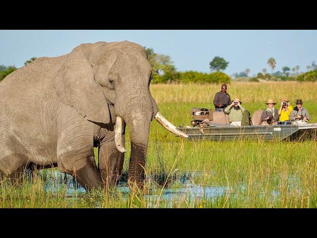 AFRICAN SAFARI | Epic wildlife film with lions, leopards & elephants (4K UHD)