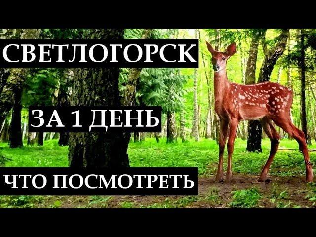 SVETLOGORSK FOR 1 DAY: what to see, main sights, rest in the Kaliningrad region, Russia | ENG SUBS