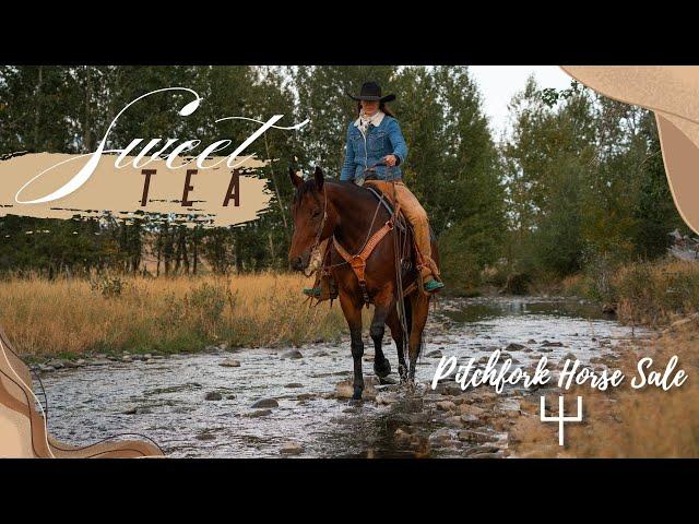 "Sweet Tea" - Parker Equine x Pitchfork Horse Sale 2025