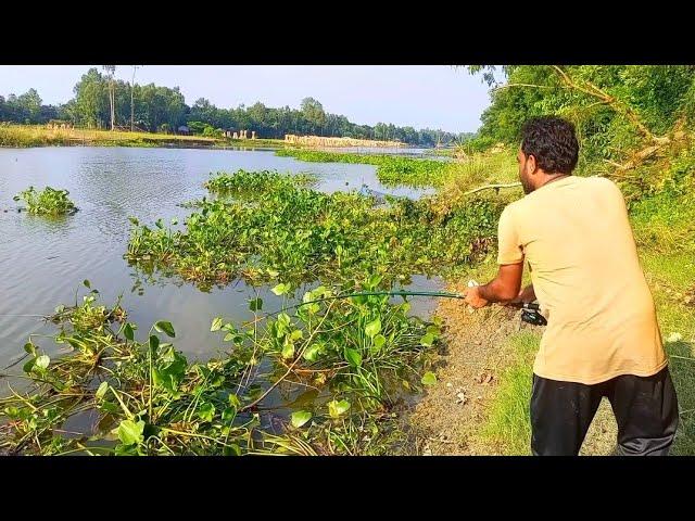 বাদাই নদীতে বোয়াল মাছ ধরা  fishing video #fishing #hookfishing #বোয়ালমাছ  #মাছধরা