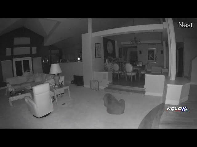 Caught on video: Bear enters south Reno home