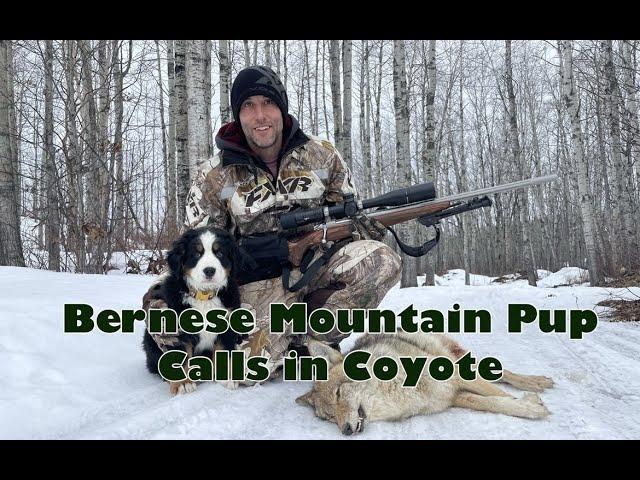 Bernese Puppy Beau Calls In Coyote