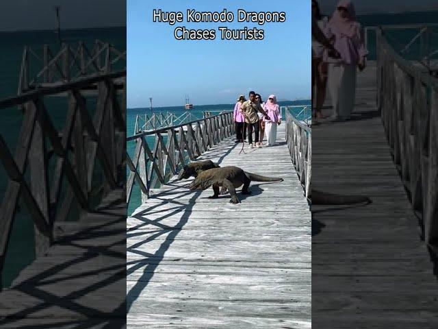 Huge Komodo Dragons Chases Tourists