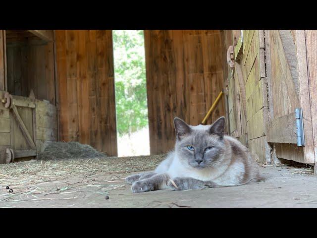 Goat kids love barn cats!…the cats love themselves!