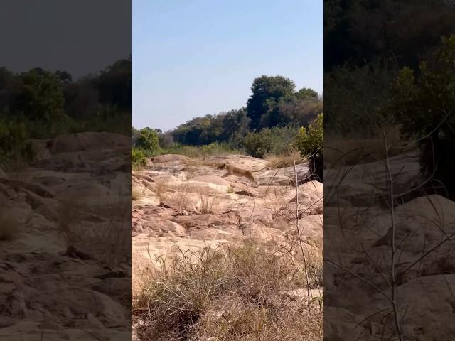 The Ntsevu pride catch a kudu bull #lion #ntsevupride #safari