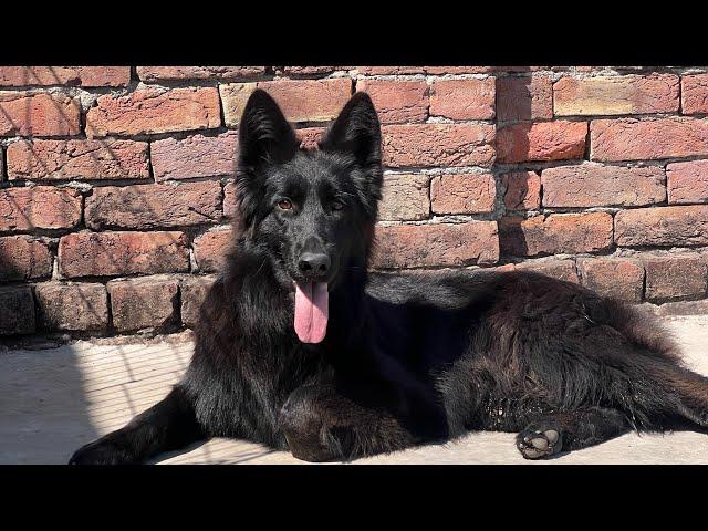 BLACK JERMAN SHEPHERD DOG  IN HARYANA TOP QUILTY JERMANY IMPORT PUPPY  #blackgerman #shepherd