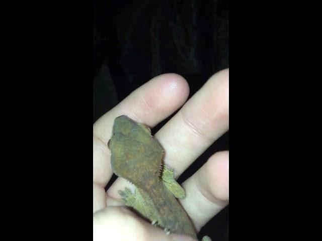 Squeaky gecko