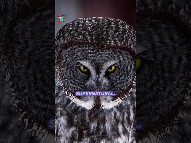 Why Owls Are Seen as Wise — The Psychology Behind the Symbol #facts #animalbehavior