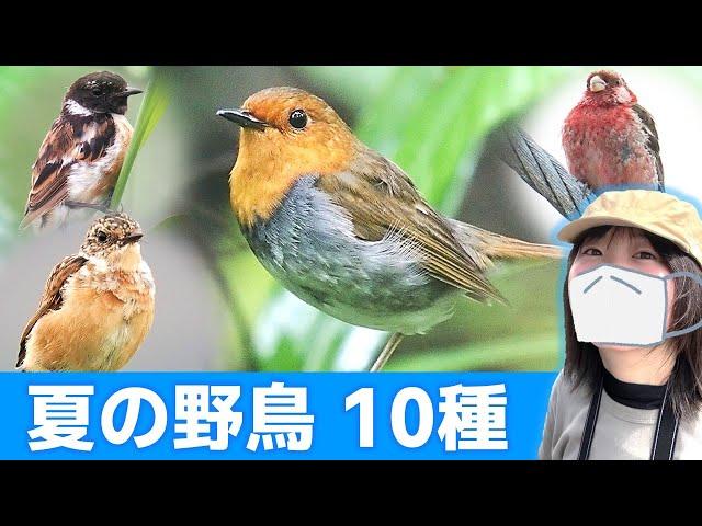 過去一のコマドリが撮れました…【野鳥撮影vlog】