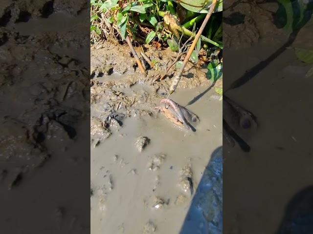 Omg! Amazing Fishing Technique. #fishing #viralvideoシ #viralfishing #catfish