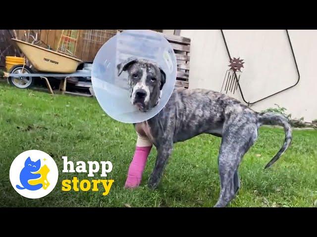 Aurora's Incredible Recovery: A Stray Dog's Journey to Happiness! | HAPP