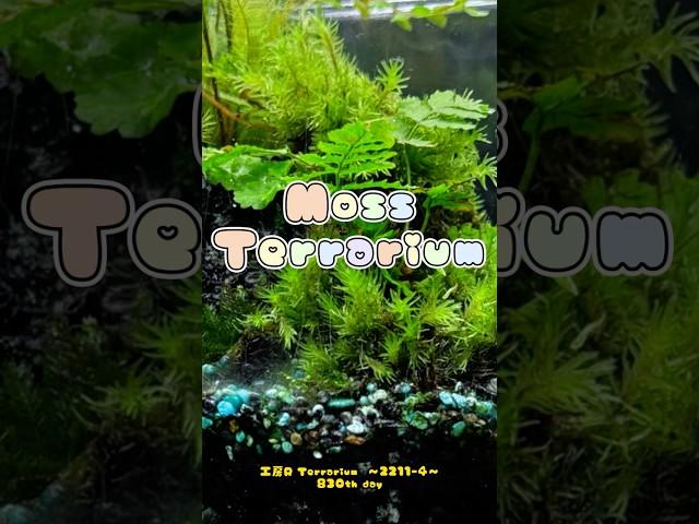 Moss Terrarium  ～2211-4～ コケリウム #shorts #terrarium #苔テラリウム #苔 #moss