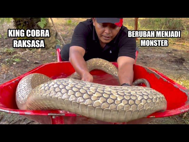 THIS IS THE GIANT GOLDEN KING COBRA SNAKE OF KALIMANTAN | SNAKE | KING COBRA | ADVENTURE MANDA