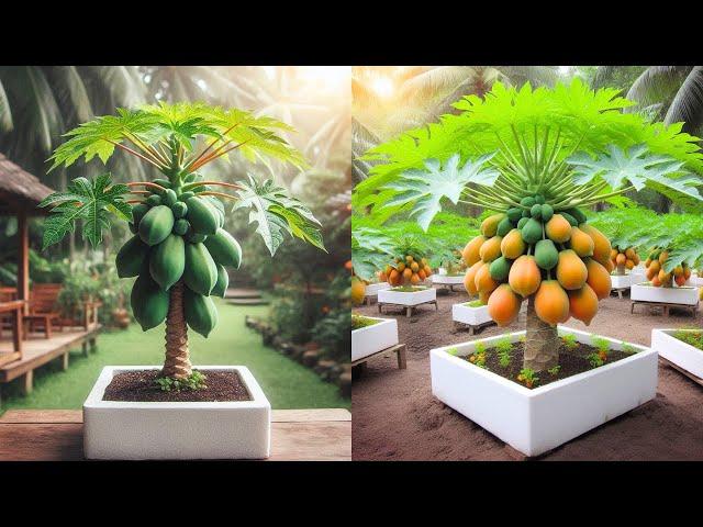 Ready to grow your own super beautiful dwarf papaya tree at home