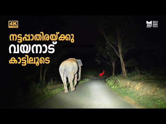 നട്ടപ്പാതിരയ്ക്കു Wayanad കാട്ടിലൂടെ | Elephant encounter | Tholpetty | Thirunelli