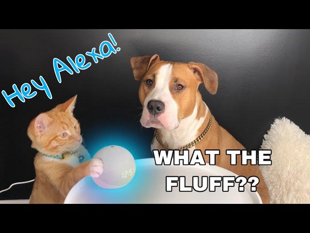 My Dog and Cat React to Alexa!