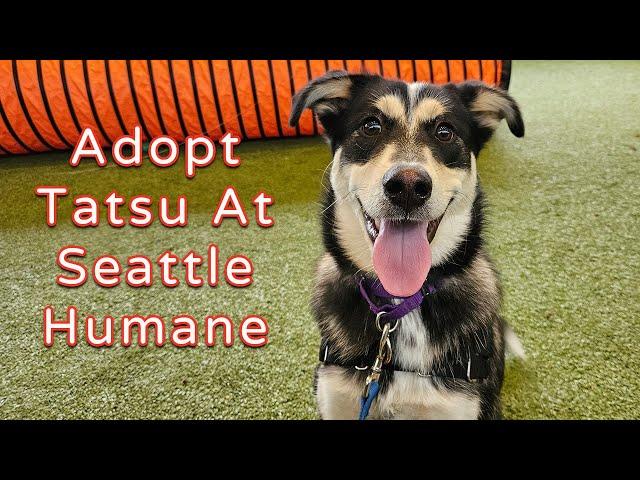 Adopt Tatsu At Seattle Humane